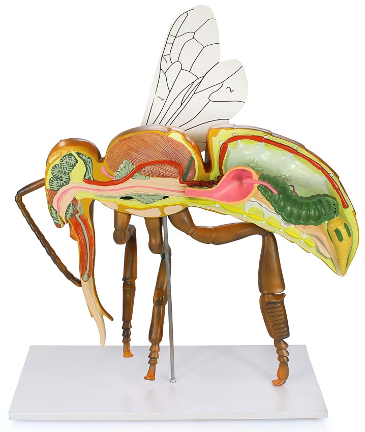 Bi-anatomi figur
